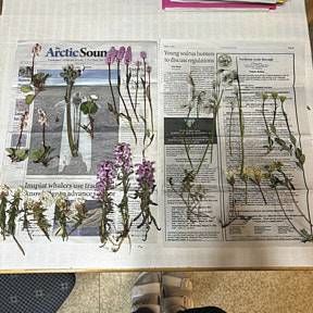 Pressed plants for herbaria